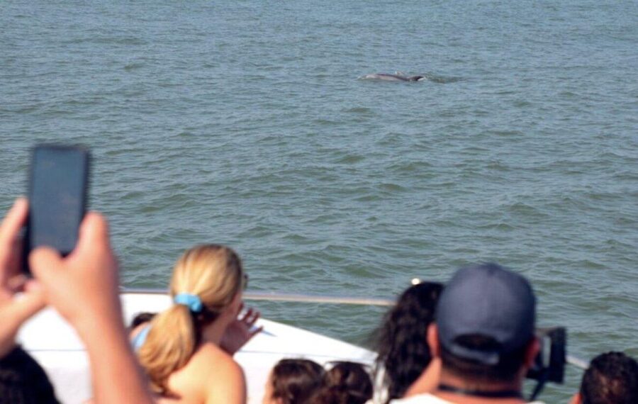 Ocean City, MD: Coastal Speedboat Tour with Dolphin Spotting - The price: good value for a short Ocean City outing