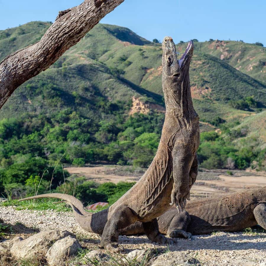 One-Day Komodo Tour By Speedboat - Why this one-day Komodo trip works