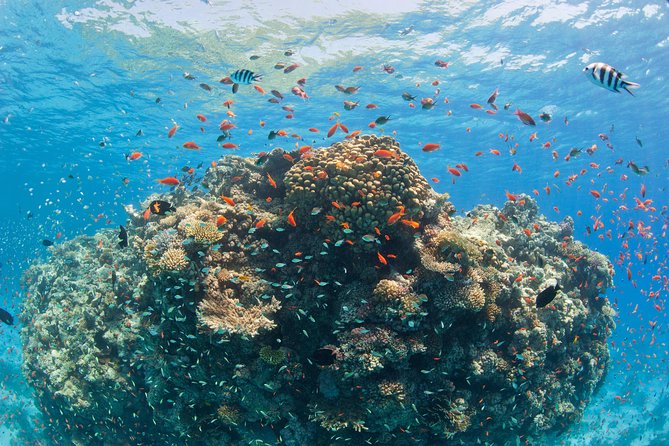 Orange Bay Island By Private Speedboat & snorkeling & Water Sport - Hurghada - Timing, packing, and small practical details