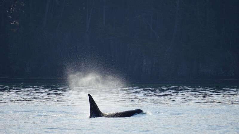 Orcas Island: Whale and Orca Guided Speedboat Tour - Key things to know