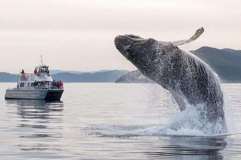 Orcas Island: Whale and Orca Guided Speedboat Tour - A few smart planning tips