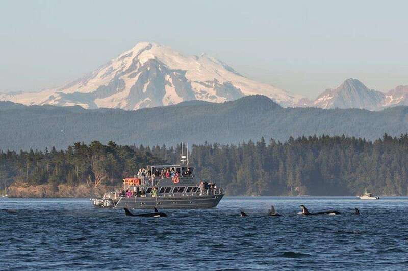 Orcas Island: Whale and Orca Guided Speedboat Tour - Searching for orcas, humpbacks, and smaller whales