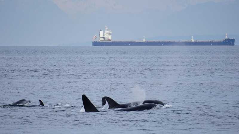 Orcas Island: Whale and Orca Guided Speedboat Tour - The guide turns sightings into understanding