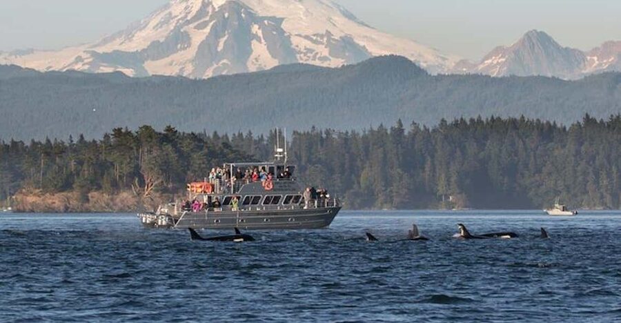 Orcas Island: Whale and Orca Guided Speedboat Tour - What the 210-minute schedule means