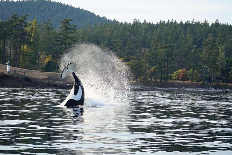 Orcas Island: Whale and Orca Guided Speedboat Tour - Is $119 a fair price?