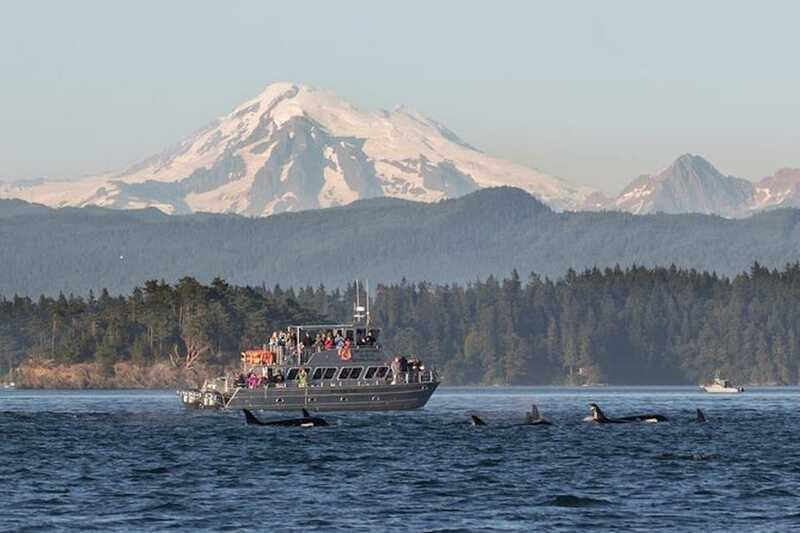 Orcas Island: Whale and Orca Guided Speedboat Tour - Who will enjoy this tour most