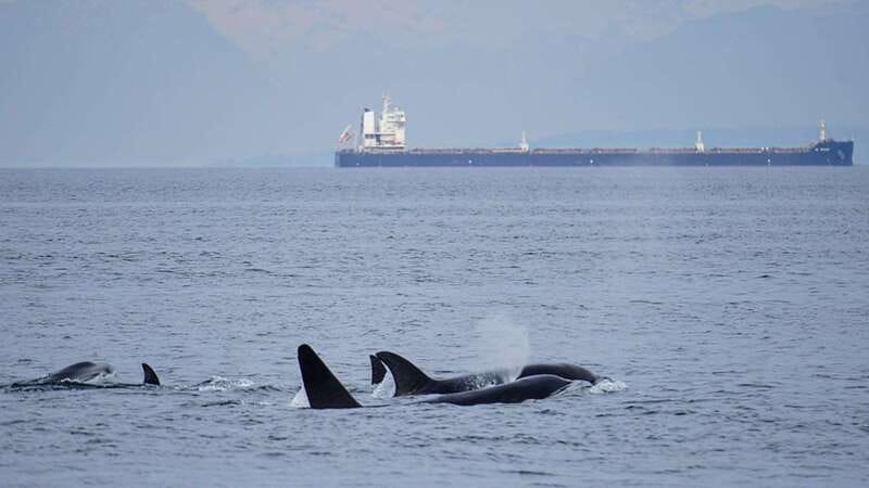 Orcas Island: Whale and Orca Guided Speedboat Tour - A fast boat with room to change your view