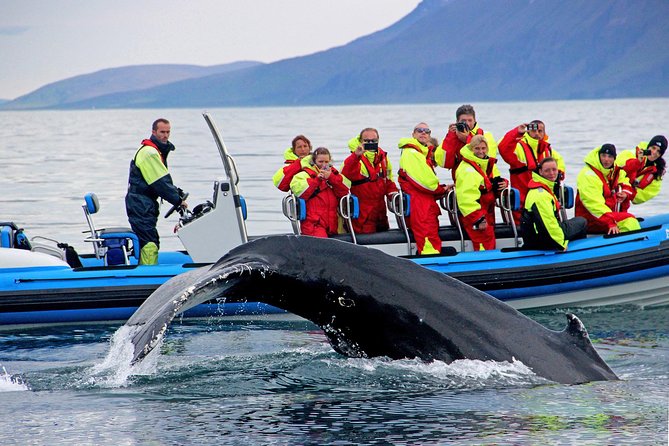 Original Big Whale Safari & Puffins Speedboat Tour from Húsavík - Starting at the Gentle Giants ticket center