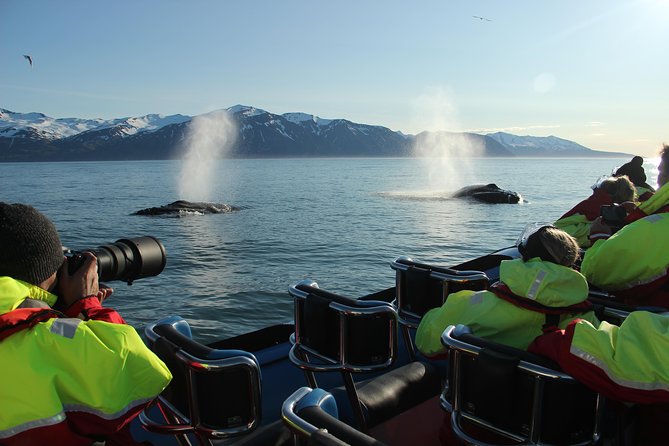 Original Big Whale Safari & Puffins Speedboat Tour from Húsavík - Puffin Island between April 15 and August 15