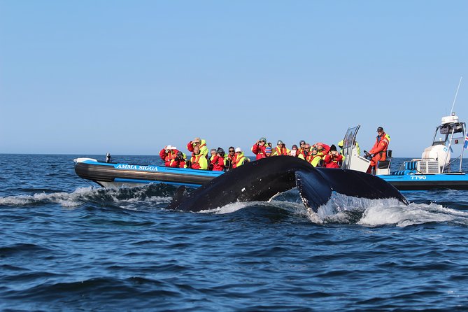 Original Big Whale Safari & Puffins Speedboat Tour from Húsavík - What the two-hour schedule feels like