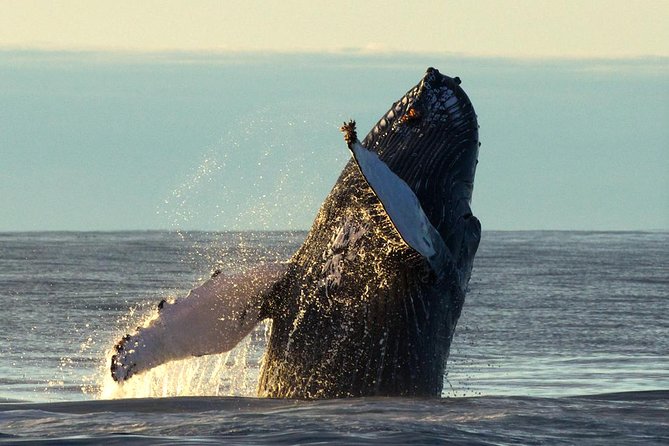 Original Big Whale Safari & Puffins Speedboat Tour from Húsavík - Price, value, and the small-group advantage