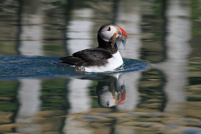 Original Big Whale Safari & Puffins Speedboat Tour from Húsavík - Who should book this Húsavík safari?