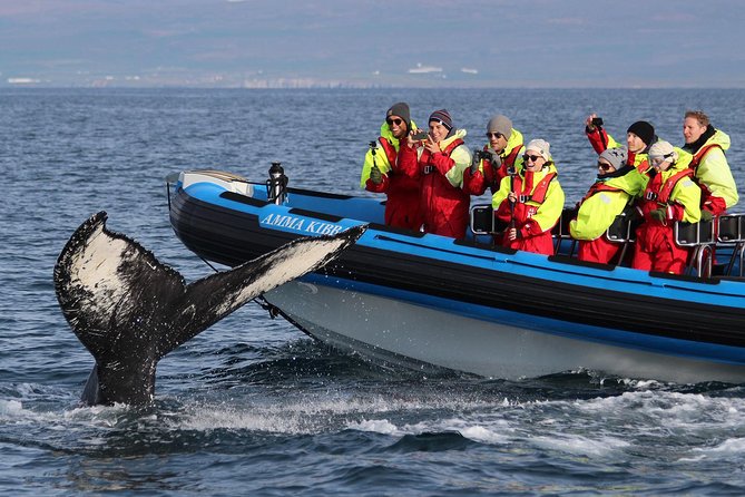 Original Big Whale Safari & Puffins Speedboat Tour from Húsavík - Looking for whales, dolphins, and porpoises