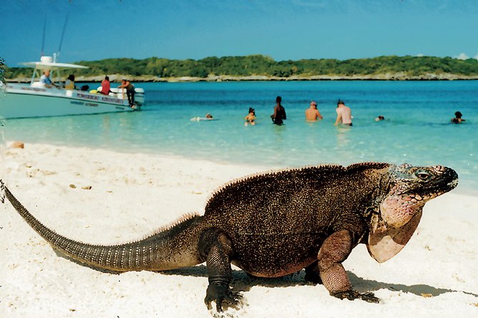 Original Exuma Powerboat Adventures - Swimming pigs, stingrays, and sharks