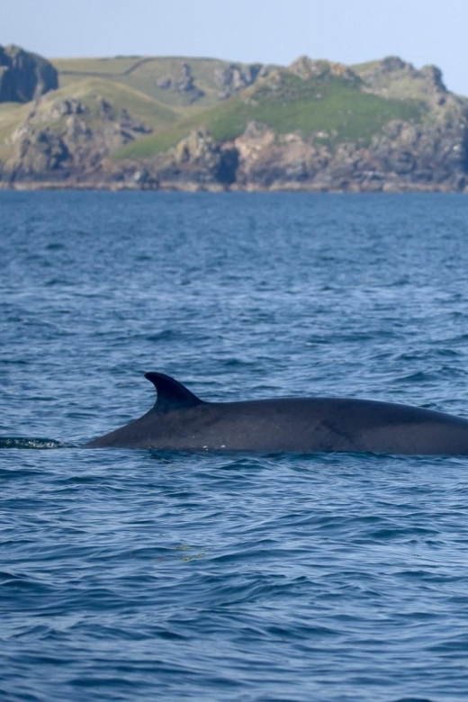 Padstow: Guided RIB Sealife Safari - Key points at a glance