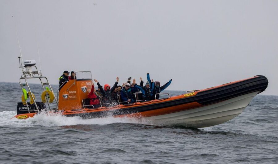 Padstow: Guided RIB Sealife Safari - Searching the North Cornwall coast for marine life