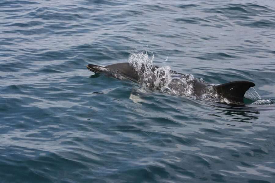 Padstow: Guided RIB Sealife Safari - Guides, safety, and the value of a small crew