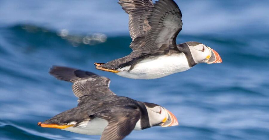 Padstow: Guided RIB Sealife Safari - Is $60 good value for two hours?