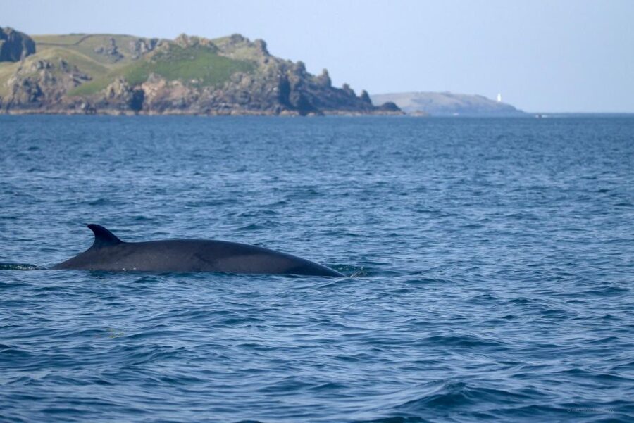 Padstow: Guided RIB Sealife Safari - The RIB ride is part of the attraction