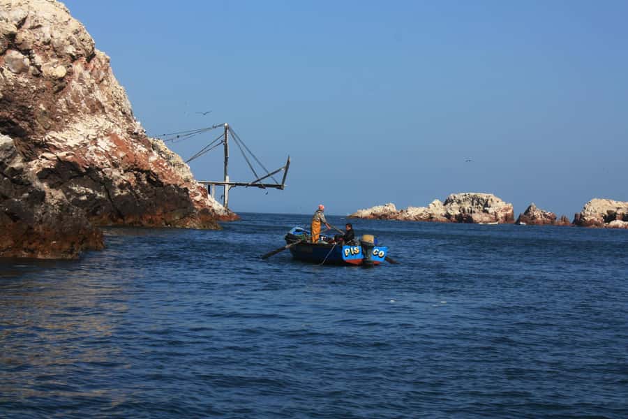 Paracas: speedboat BALLESTAS ISLANDS TOUR - Wildlife packed into one small area