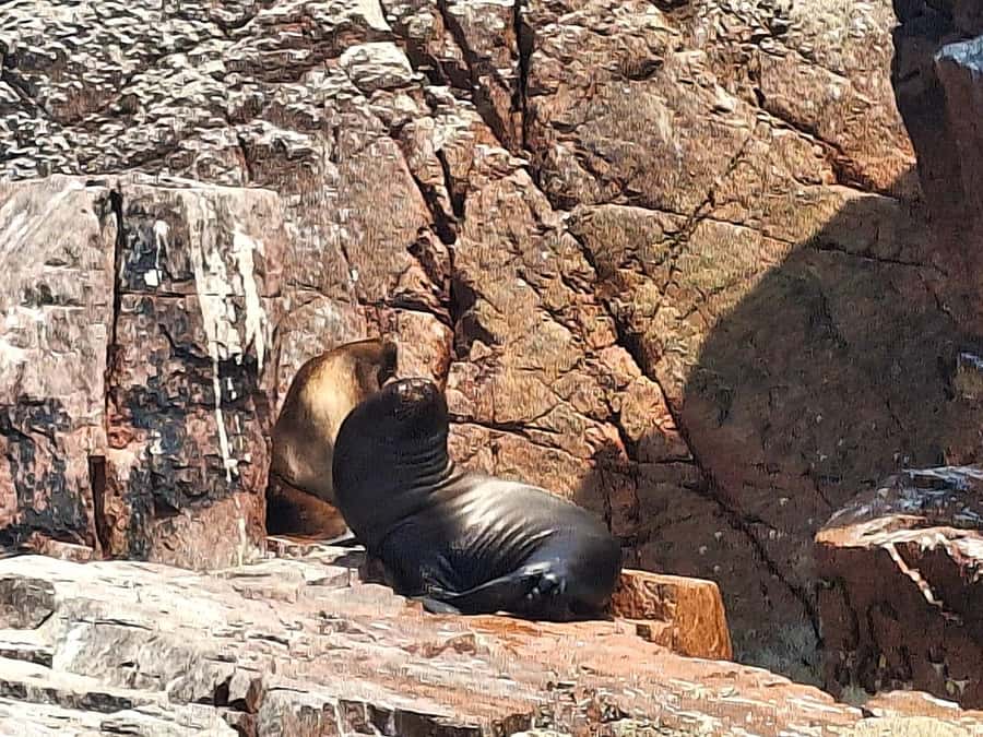 Paracas: Tours to Ballestas Islands by Speed Boat - Why the Ballestas Islands make a strong half-day outing