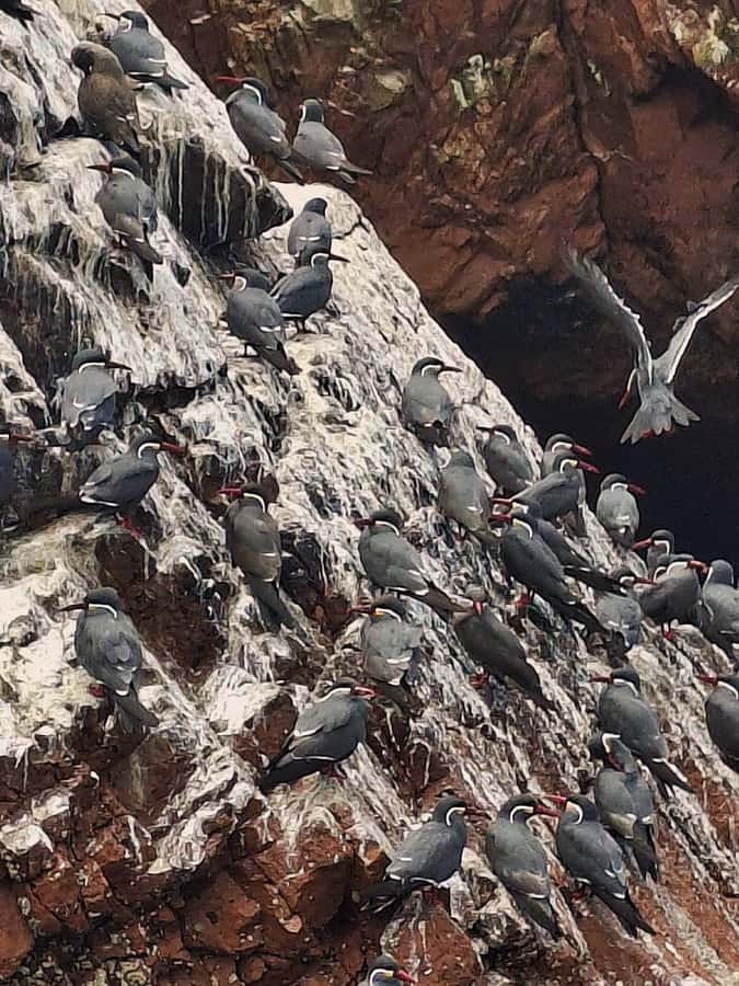 Paracas: Tours to Ballestas Islands by Speed Boat - What the four-hour schedule really includes