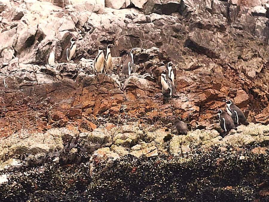 Paracas: Tours to Ballestas Islands by Speed Boat - Is $20 a good value?
