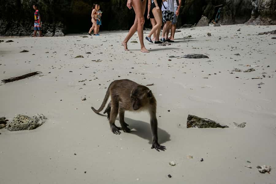 Phi Phi: 7 Islands Speed Boat Tour with Sunset and Plankton - Pileh Lagoon brings the first major swim