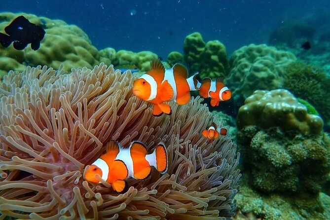 Phi Phi & Bamboo Islands Snorkeling Tour w/ Fins by Speedboat - Swimming inside Pileh Lagoon