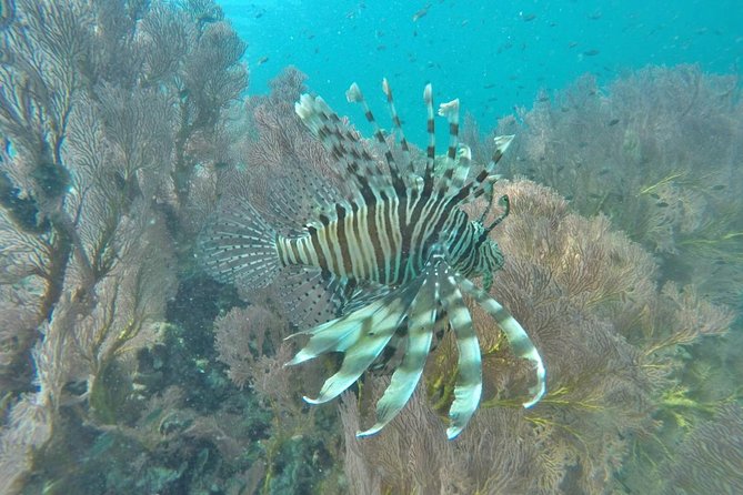 Phi Phi Early Bird & 4 Islands - Day Tour by Speedboat From Krabi - The Four Islands Finish With Photo Stops