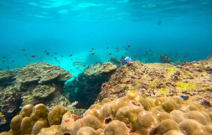 Phi Phi: Half-Day Speedboat Tour with Maya Bay & Snorkel - Guides, group size, and the feel on board