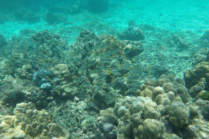 Phi Phi Islands One Day Tour by Speedboat From Phuket - Monkey Beach and the appeal of a quick stop