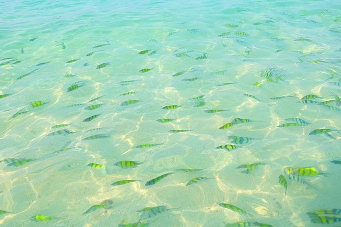 Phi Phi Islands One Day Tour by Speedboat From Phuket - What the $73.08 price really covers