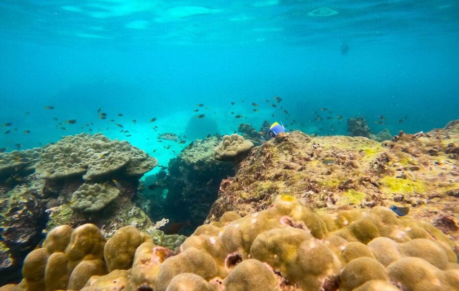 Phi Phi: Morning Speedboat Tour to Maya Bay with Snorkel - Snorkeling with sharks and colorful reef fish