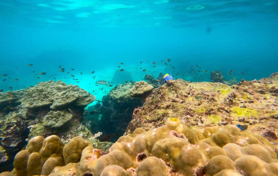 Phi Phi: Private Speedboat Tour with Maya Bay and Snorkel - Choosing between the 4-hour and 6-hour departures