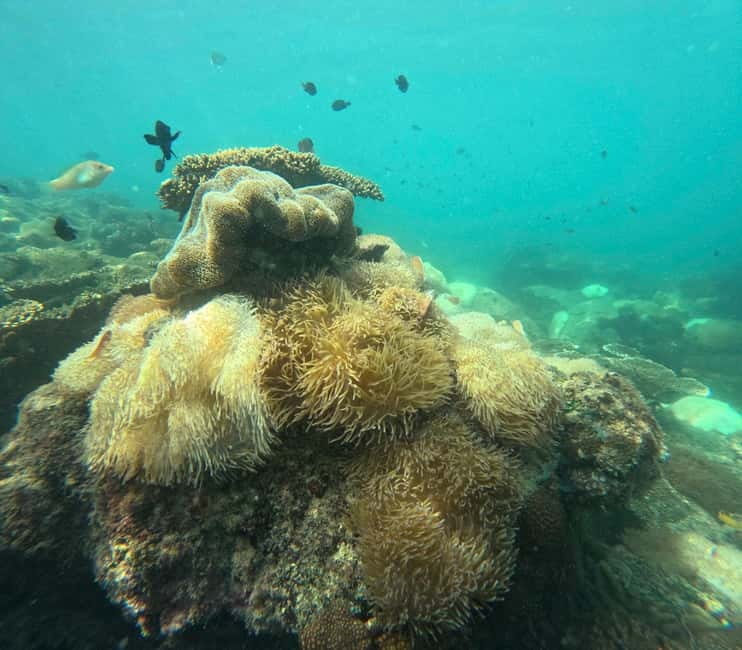 Phu Quoc: Snorkeling and Island Hopping by Speedboat & Lunch - Who Gets the Best Value
