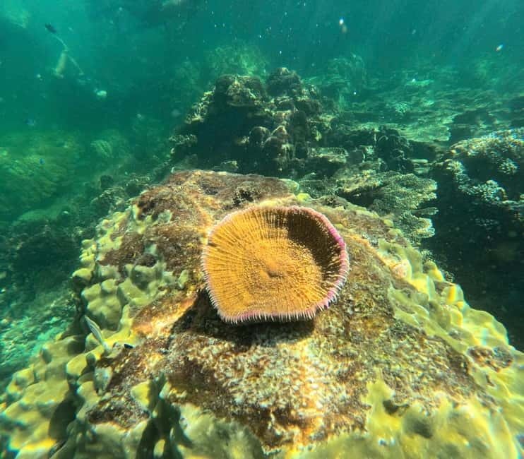 Phu Quoc: Snorkeling and Island Hopping by Speedboat & Lunch - Booking Tips for a Smoother Day