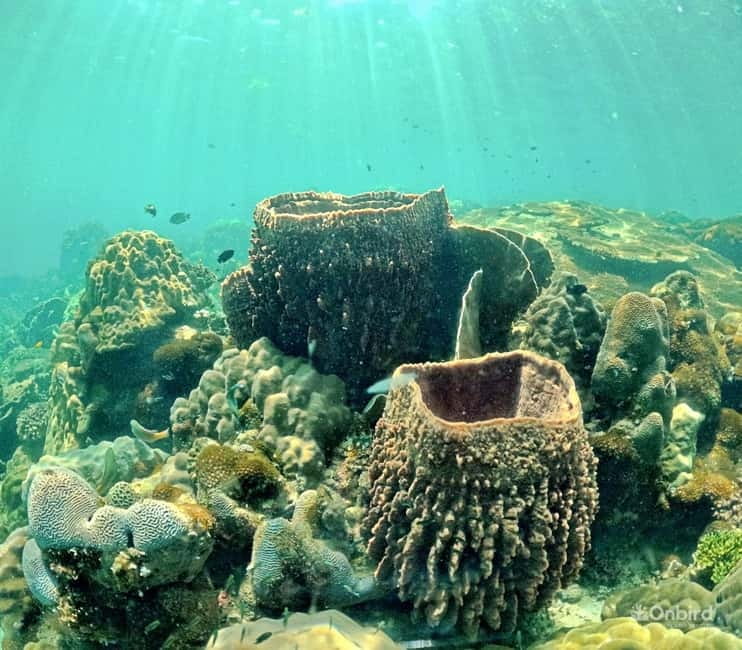 Phu Quoc Speedboat Pro Snorkeling: 4 Islands-2 Reefs & Meal - Who will enjoy this trip most