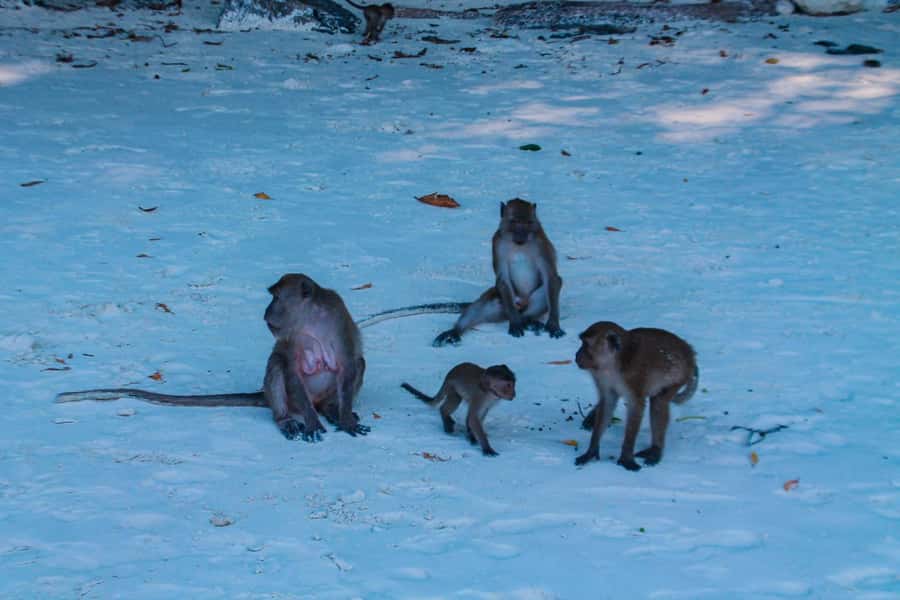 Phuket: Deluxe Phi Phi Tour by Speedboat & Lunch Buffet - Maya Bay is famous, not quiet