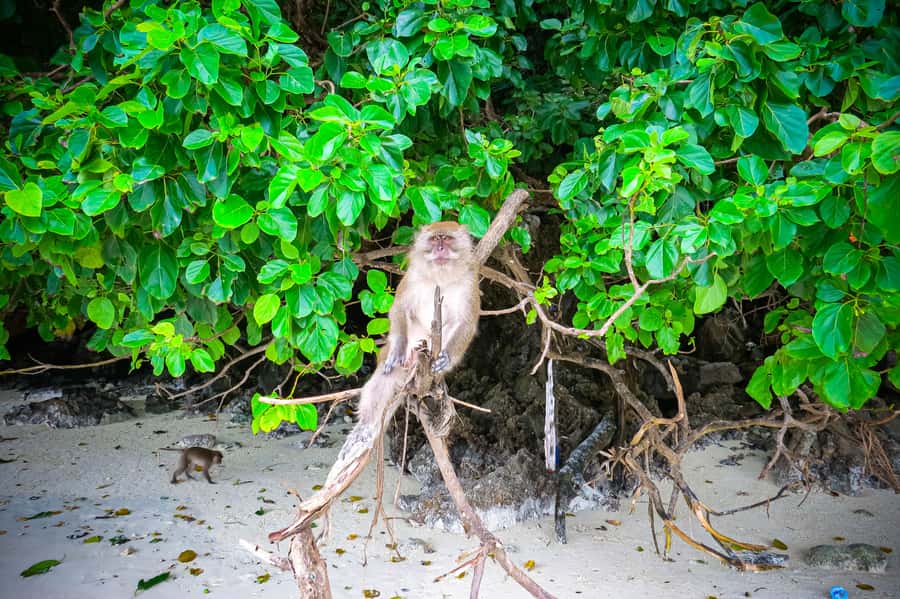 Phuket: Deluxe Phi Phi Tour by Speedboat & Lunch Buffet - Monkey Beach is scenic, but the stop is short
