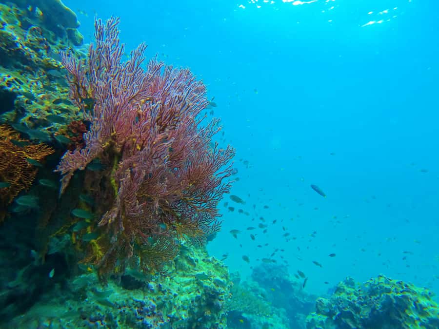 Phuket: Deluxe Phi Phi Tour by Speedboat & Lunch Buffet - Viking Cave is a sightseeing stop