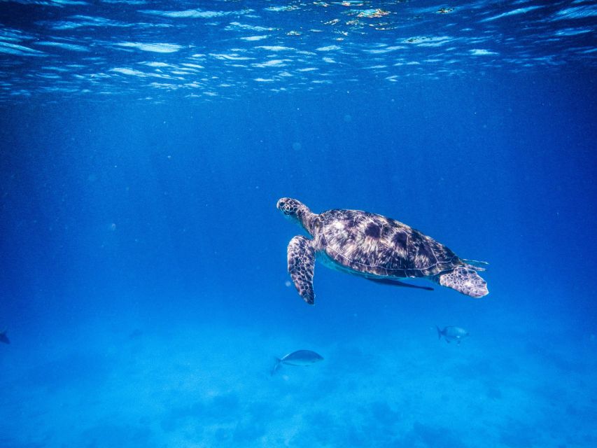 Phuket/Khao Lak: Speedboat Snorkel Tour to Similan Islands - Crowds, coral, and realistic expectations