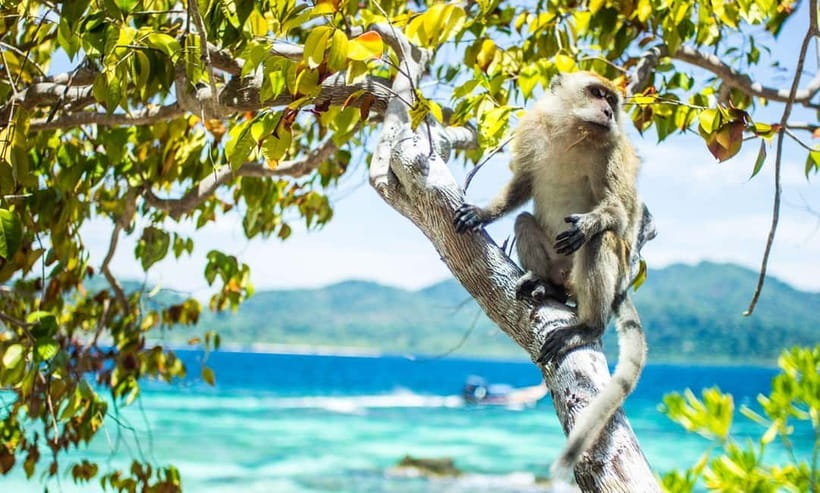 Phuket : Phi Phi Island Trip by Speedboat with Lunch - Is $112 Good Value?