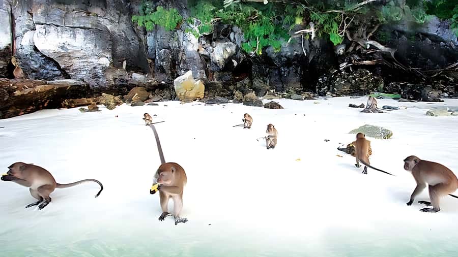 Phuket; Phi Phi, Maya Bay, Bamboo or Khai Island Speedboat - Monkey Beach and the limits of wildlife viewing