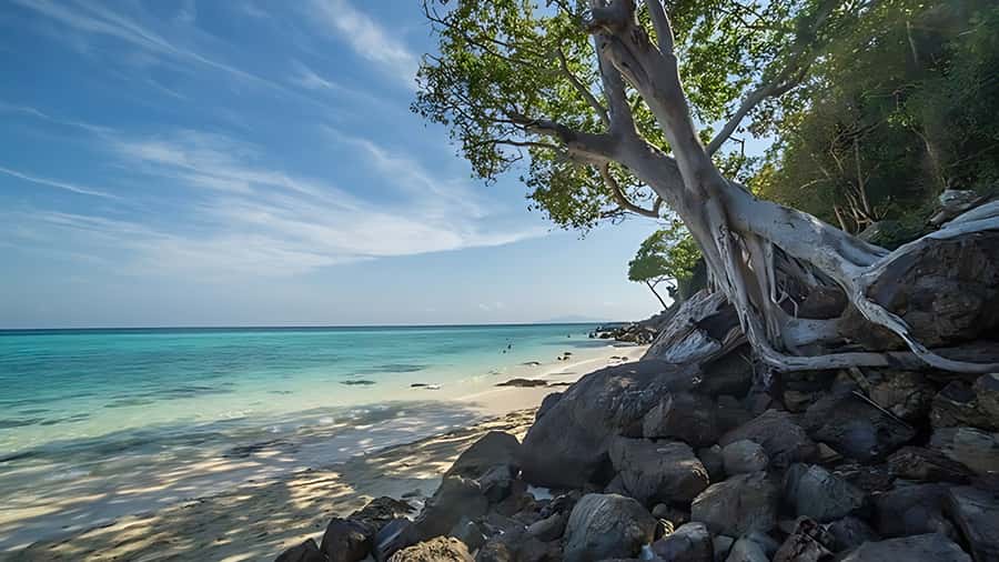 Phuket; Phi Phi, Maya Bay, Bamboo or Khai Island Speedboat - Viking Cave and Loh Samah Bay