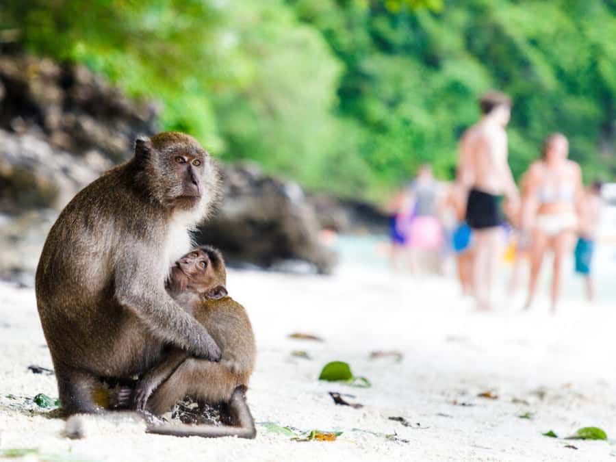 Phuket; Phi Phi, Maya Bay, Bamboo or Khai Island Speedboat - Pileh Lagoon is the best place to get in the water