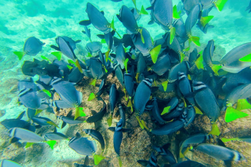 Phuket: Racha and Coral Islands Speedboat Trip with Lunch - Racha Island: an early taste of the tropics