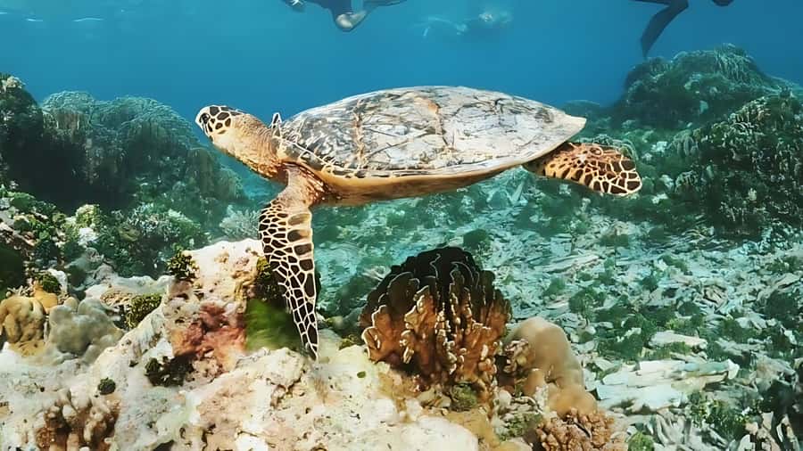 Phuket: Similan Island by Speedboat - Two hours on Koh Miang