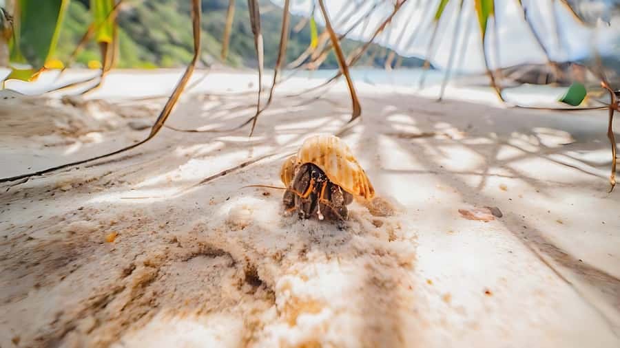 Phuket: Similan Island by Speedboat - Koh Bangu for snorkeling and swimming