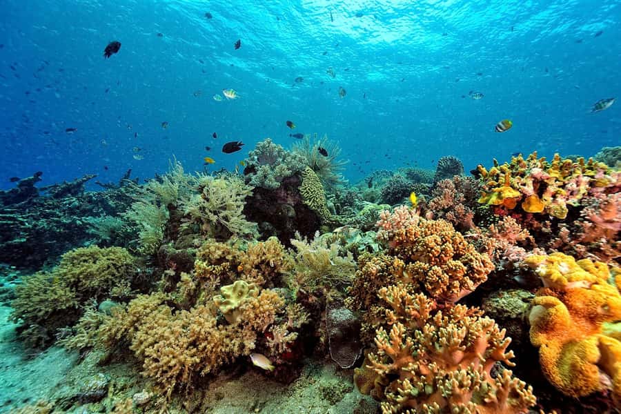 Phuket: Similan Island Day Trip by Speed Boat Catamaran - Koh Ba Ngu is the main afternoon snorkeling stop